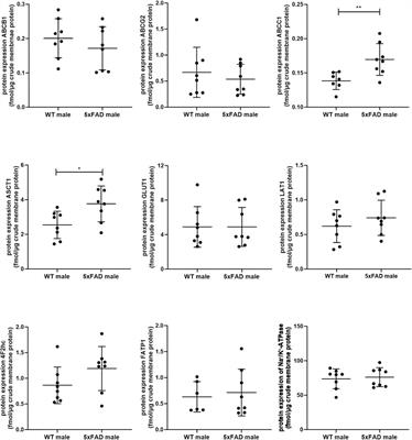 Sex-specific changes in protein expression of membrane transporters in the brain cortex of 5xFAD mouse model of Alzheimer’s disease